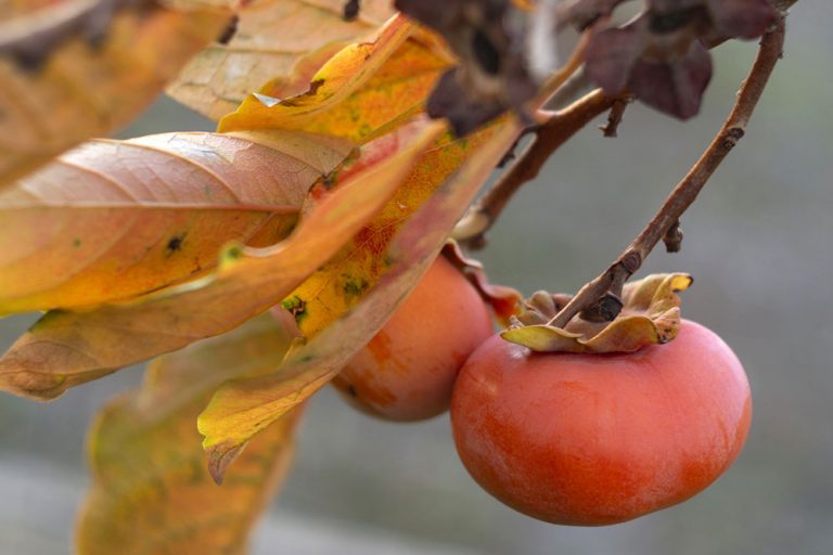 Hurmikaki: Obľúbené neskoré ovocie, ktoré dopestujete aj vo svojej záhrade