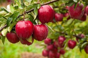Top 8: Najnovšie odrody jabloní