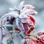 shutterstock 49950631