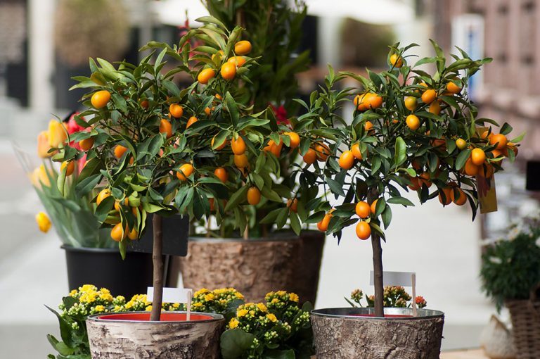 11 najčastejších otázok a odpovedí pri pestovaní citrusov