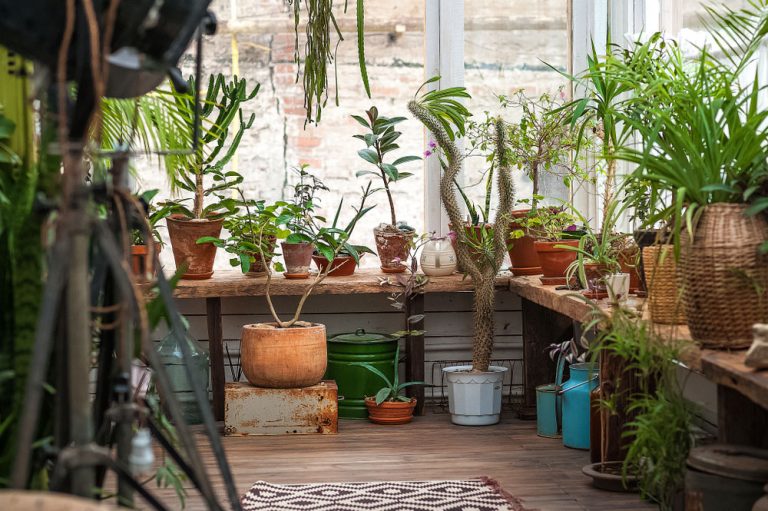 Ako sa starať o izbové rastliny počas zimy?
