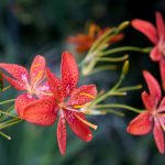 shutterstock 1546635059