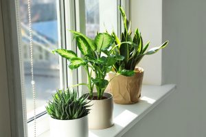 Izbové rastliny na okne