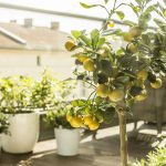 shutterstock 620451323