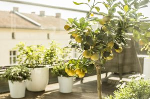 Ako pestovať citrusy v domácich podmienkach? Toto zabezpečí úspech!