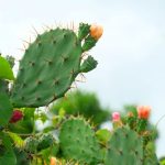 shutterstock 660312364