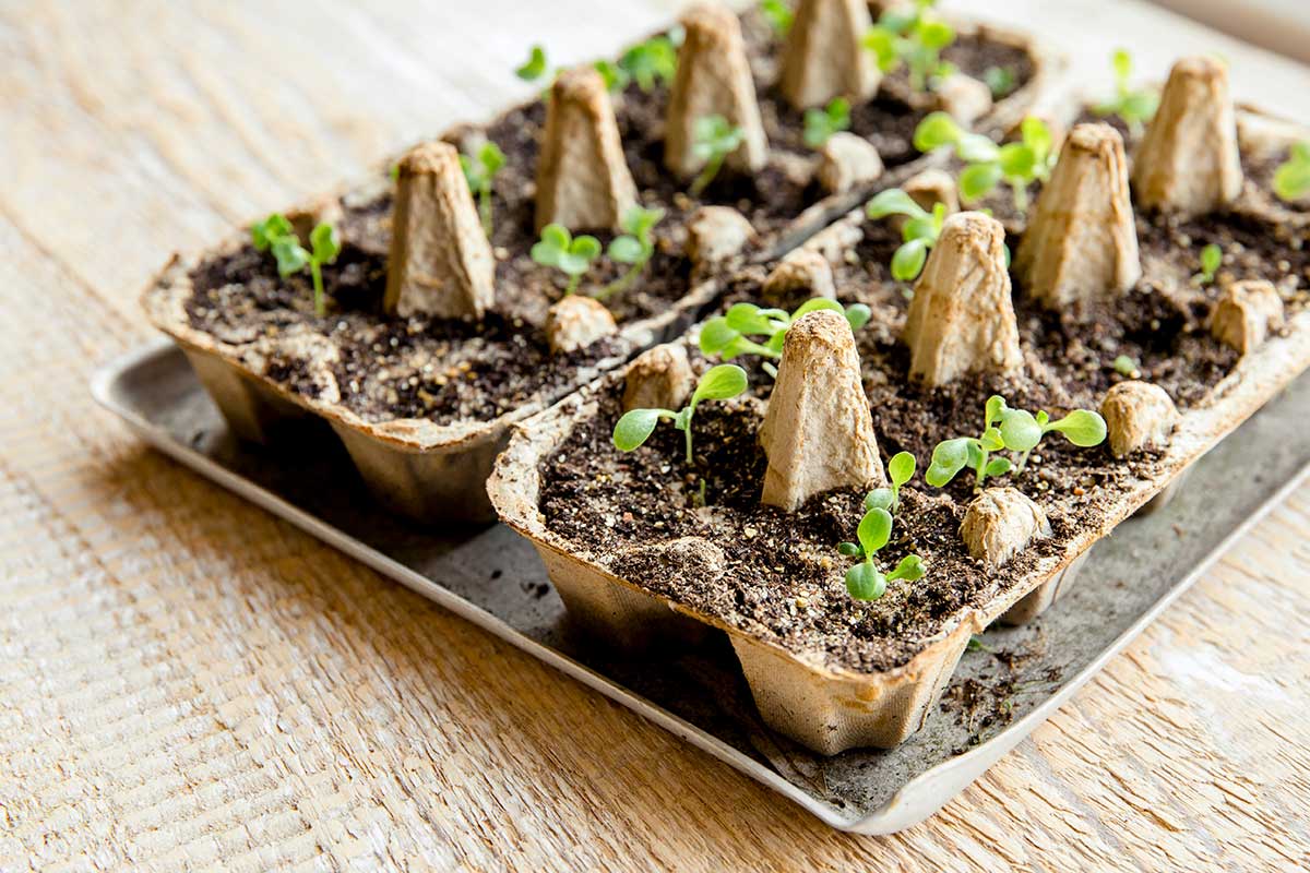 Priesady v obaloch od vajec