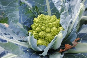 Brokolica Romanesco