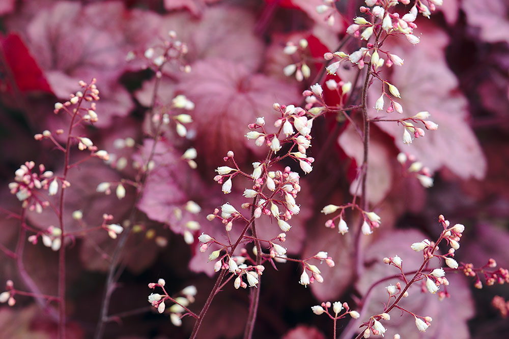 Heuchera