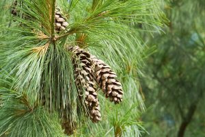 Borovica himalájska (Pinus wallichiana)