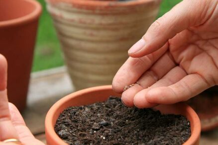 Vysievanie do keramického kvetináča