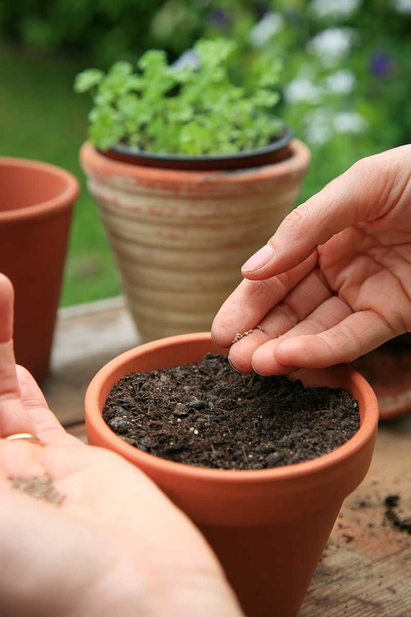 Vysievanie do keramického kvetináča