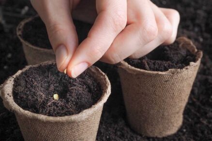 Vysievanie do rašelinového zakoreňovača