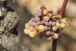 Botrytída