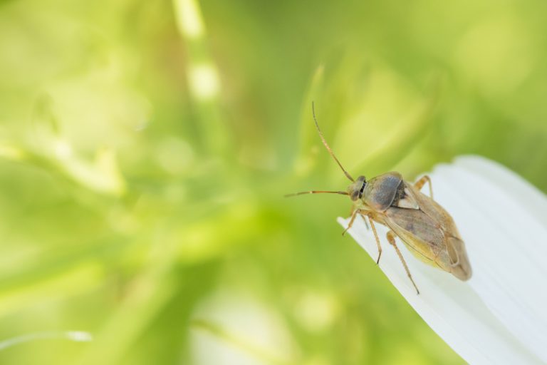 Bzdôška uhorková (skákajúci hmyz, bledé škvrny na listoch tekvice, bledé škvrny na listoch uhoriek)