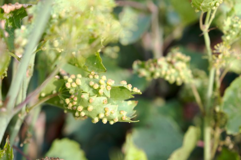 Fyloxéra viničová (útvary na listoch hrozna)