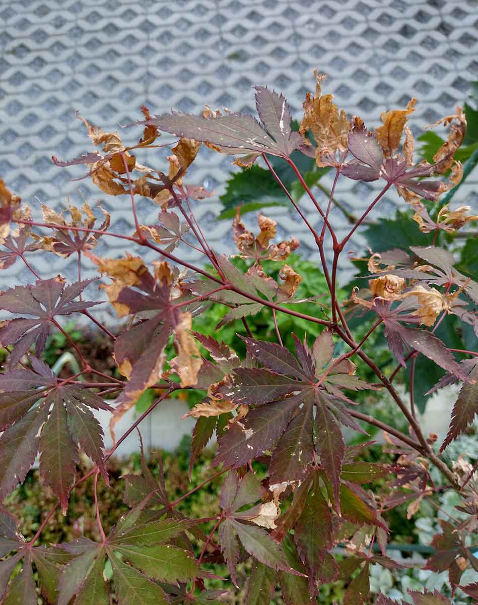 Hnednutie a schnutie listov japonského javora