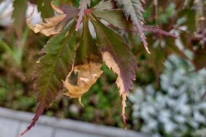 Hnednutie listov javorov