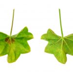 korkovitost muskatov 1