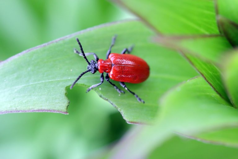 Ľaliovník obyčajný  (červené chrobáky na ľaliách)