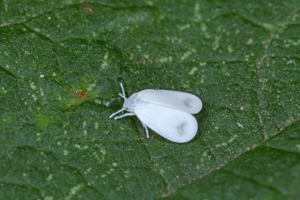 molica lastovicnikova