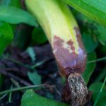 odumieranie plodov tekvic