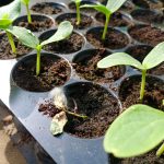 padanie klicnych rastlin