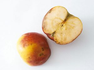pehovitost jablk 1