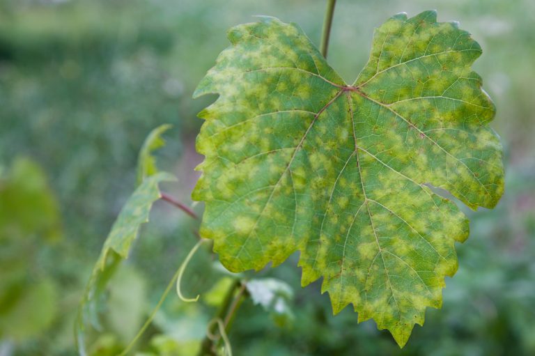 perenospora vinica