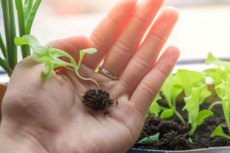 Chrumkavý šalát nesmie chýbať v žiadnej záhrade. Ako ho vysievať a ktorý si vybrať?