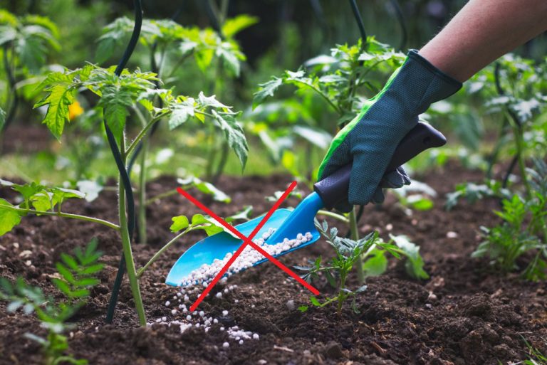 Pestujeme paradajky bez priemyselných hnojív: Aké predplodiny použiť?