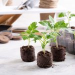 Mladé rastlinky rajčín