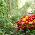 Ako pestovať rajčiny bez chémie