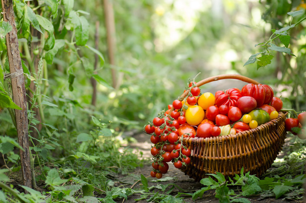 Ako pestovať rajčiny bez chémie
