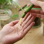 Nekupujte zakoreňovací stimulátor, vyrobte si vlastný!