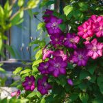 shutterstock 307804715 1