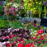 Letničky a kvety v obchode