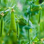 Kedy vysievať hrach, ako ho pestovať a aký si vybrať? Poradíme!