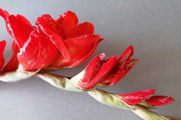 Strapka mečíková (škvrny na gladiolách)