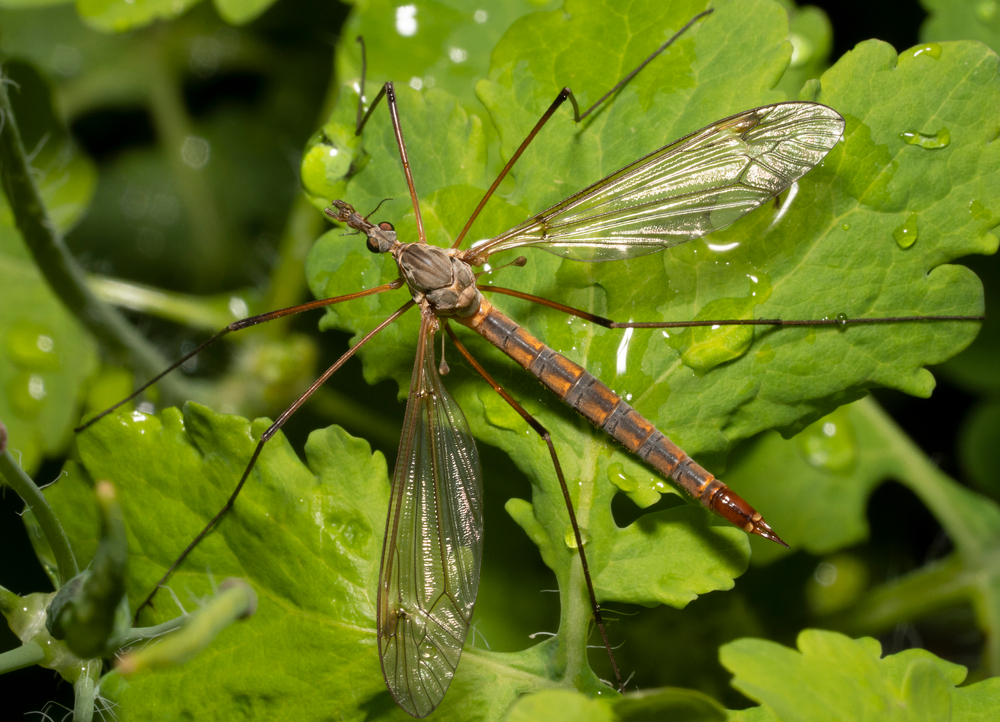 tipula