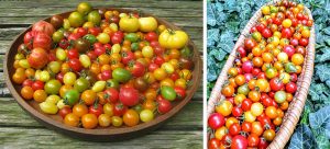 Úroda paradajok