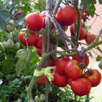 zeleny golier na rajcinach