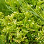 Hviezdica prostredná