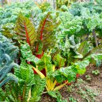 Mangold a zelenina v záhrade