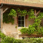 Starý dom obrastený popínavkami