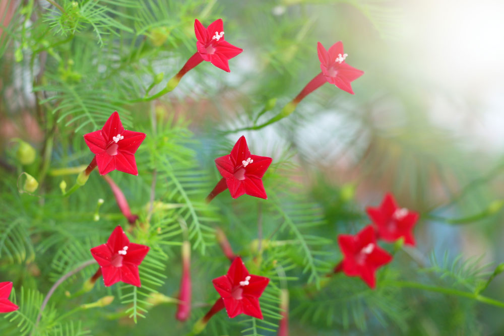 shutterstock 1185491392