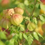 Toto sú najkrajšie popínavé letničky. Ktoré z nich si viete predstaviť vo svojej záhrade?