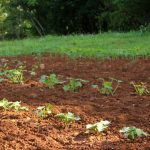 Zeleninová hriadka v záhrade