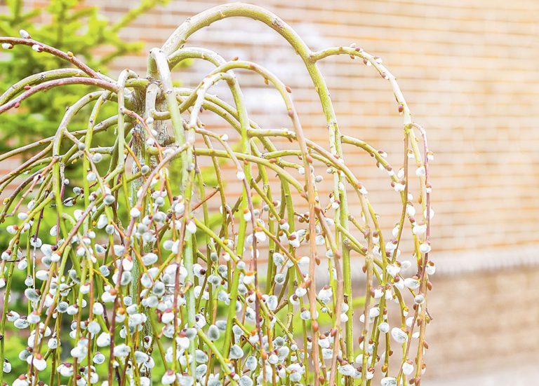 Ako rezať nízku previsnutú vŕbu?