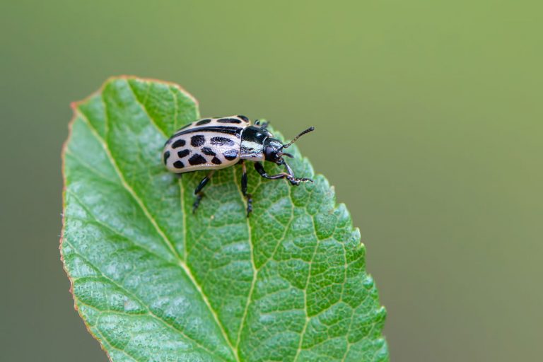 Liskavka Melasoma vigintipunctata (chrobáky na vŕbe, obžraté listy vŕby)